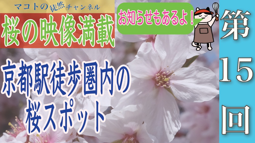 マコトの徒然チャンネル　第１５回　桜の映像満載　京都駅徒歩圏内の桜スポット　お知らせもあるよ！